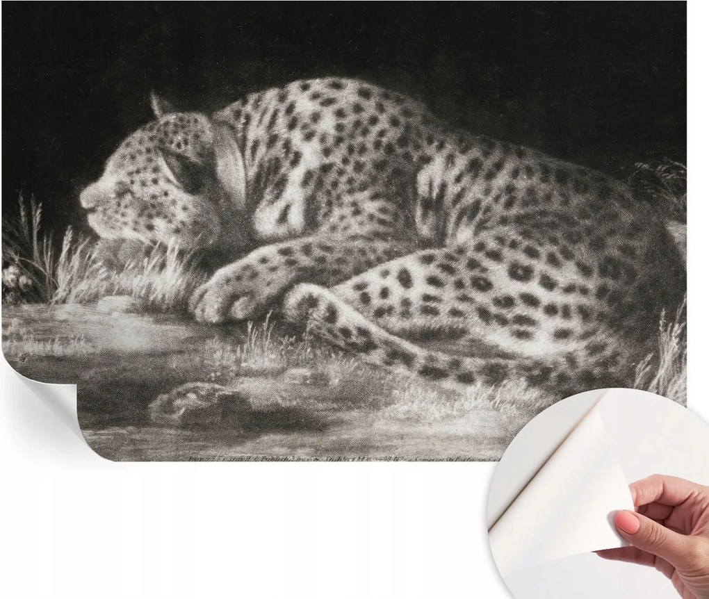 Divatos öntapadós fali tapéta Leopárd furnér pihenő 104x70 cm