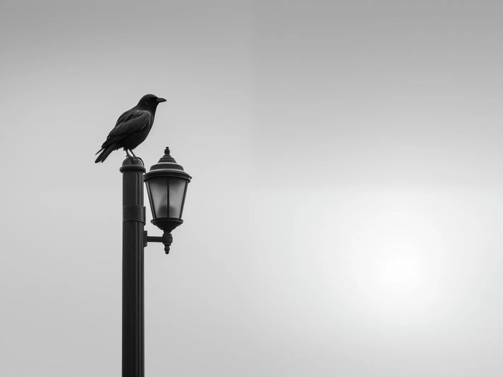 Poszter 100x75cm Magányos Holló