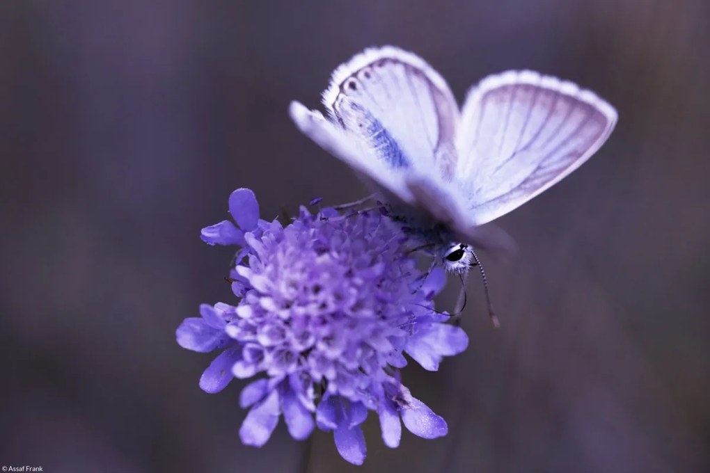 Poszter 30x20cm Pillangó a virágon, Assaf Frank