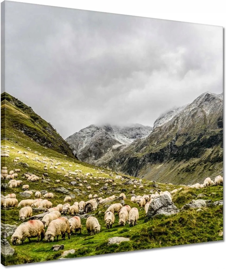 Vászonkép 50x50 Juh legeltetés Bárányok