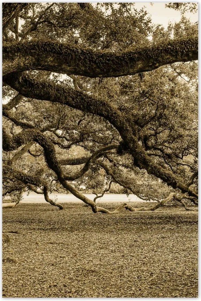 Poszterek 80x120 Erőteljes tölgy