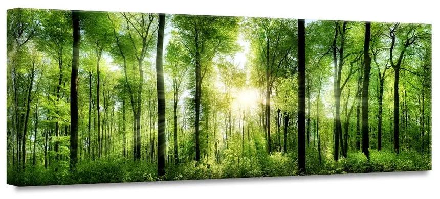 Glasspik Nature Sunlight fali kép, 50 x 125 cm - Styler