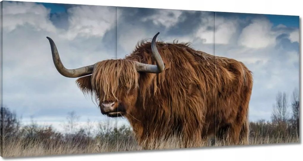 Vászonkép 180x90 Felvidéki tehén Szarvak