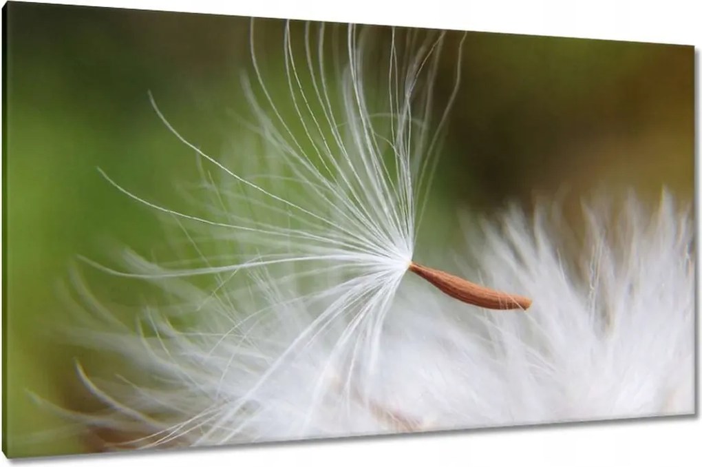 Vászonkép 120x70 Pitypang Virág Virágok