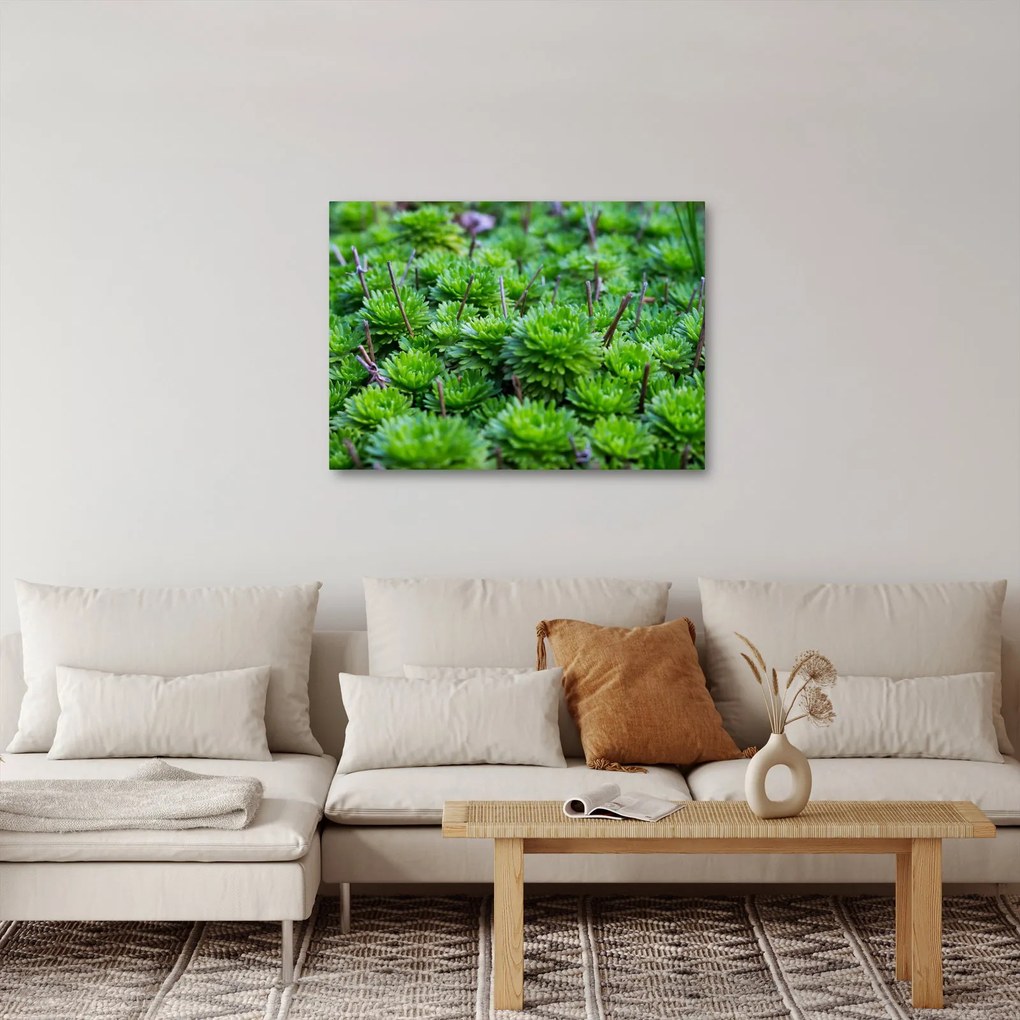 A pozsgás növények képe (70x50 cm)