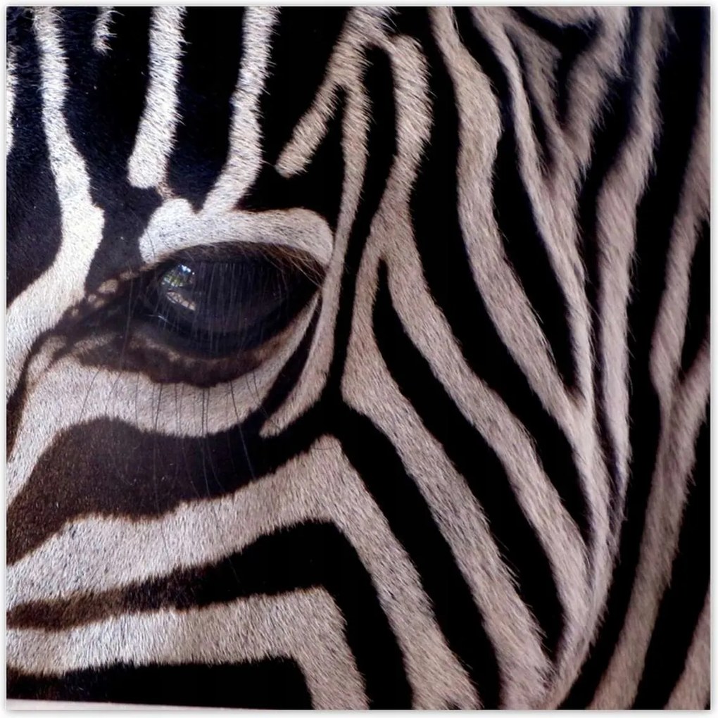 Poszterek 70x70 Makro fotó zebra