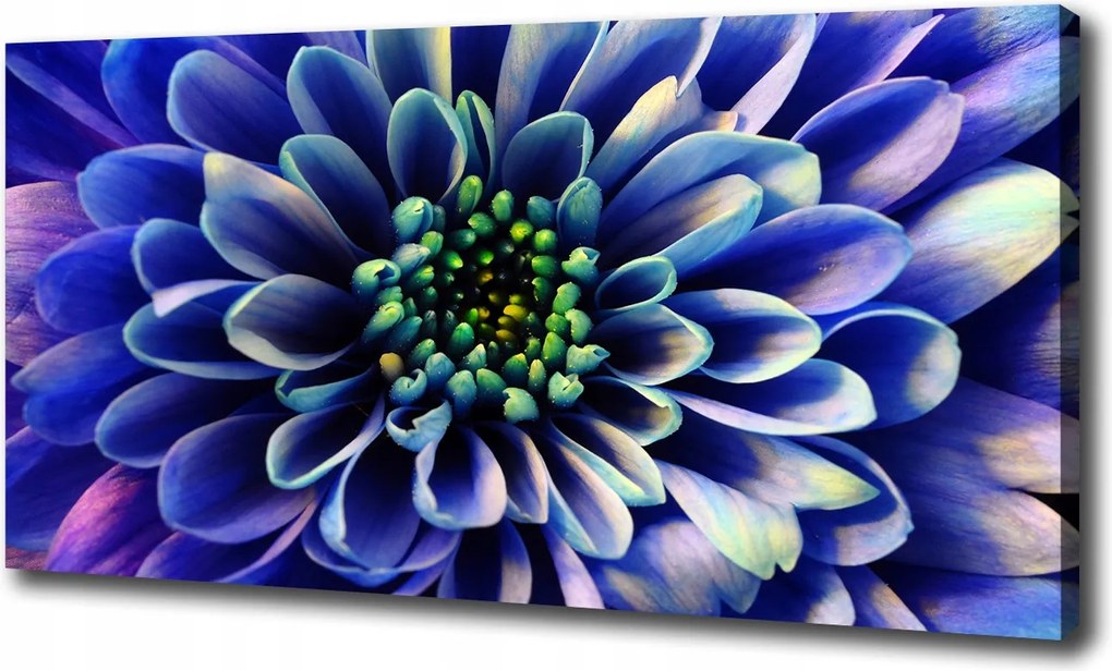 Fotótapéta Aster nappaliba 100x70 cm