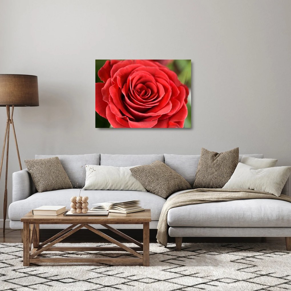 Egy rózsa virág képe (üvegen) (70x50 cm)