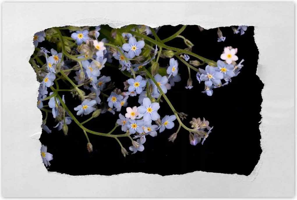 Poszterek 90x60 Virágok Nefelejcs