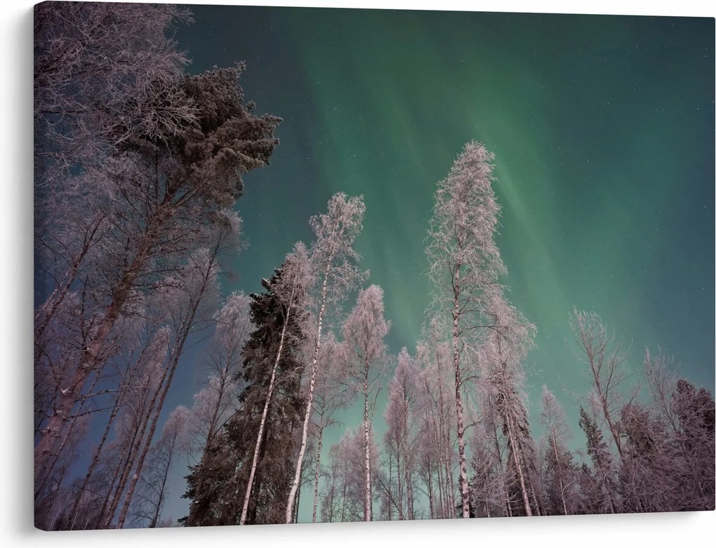 Az aurora borealis képe fagyos fák felett (70x50 cm)