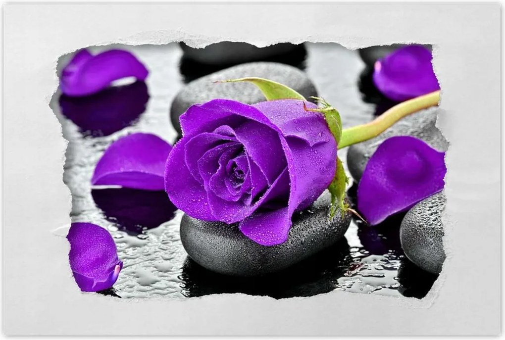 Poszter 60x40 Lila rózsa kövek