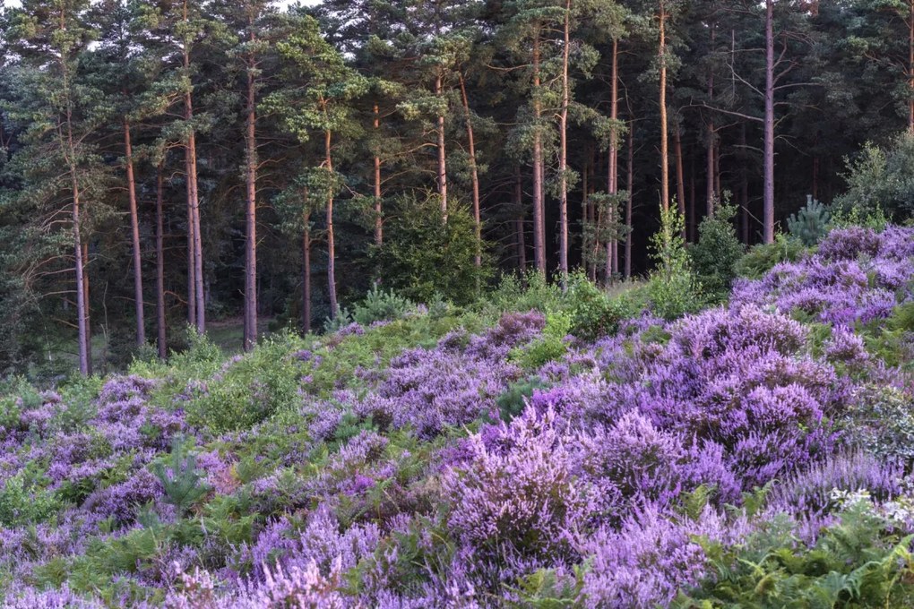 Poszter 60x40cm Hanga és fenyő, Assaf Frank