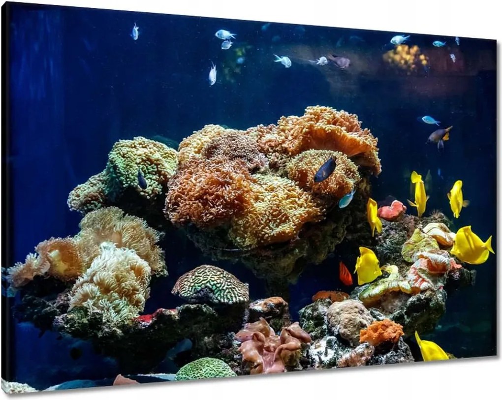 Vászonkép 100x70 Halak Korallzátony