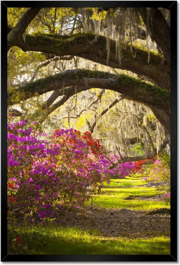 Poszterek keretben 40x60 Tölgyfa sikátor