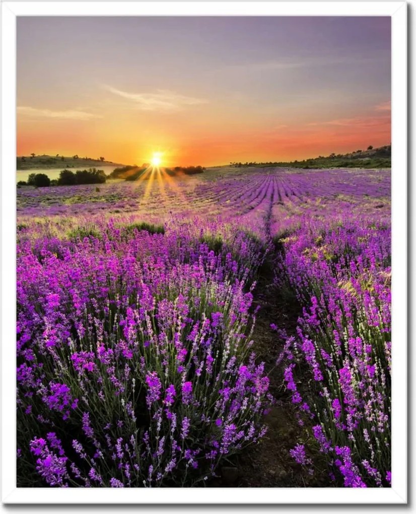 Poszterek keretben 40x50 Levendula rét