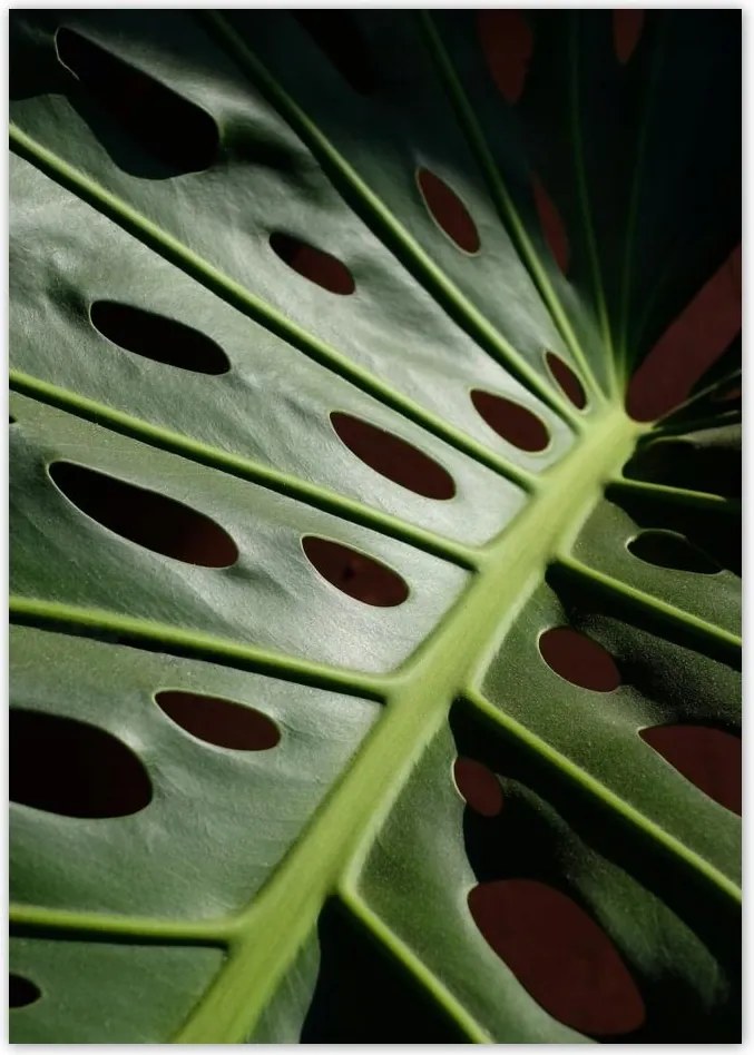 Poszterek A0 Pion Mosnter levelek lyukas