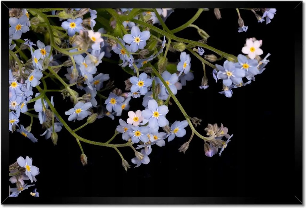 Poszterek keretben 60x40 Virágok Nefelejcs