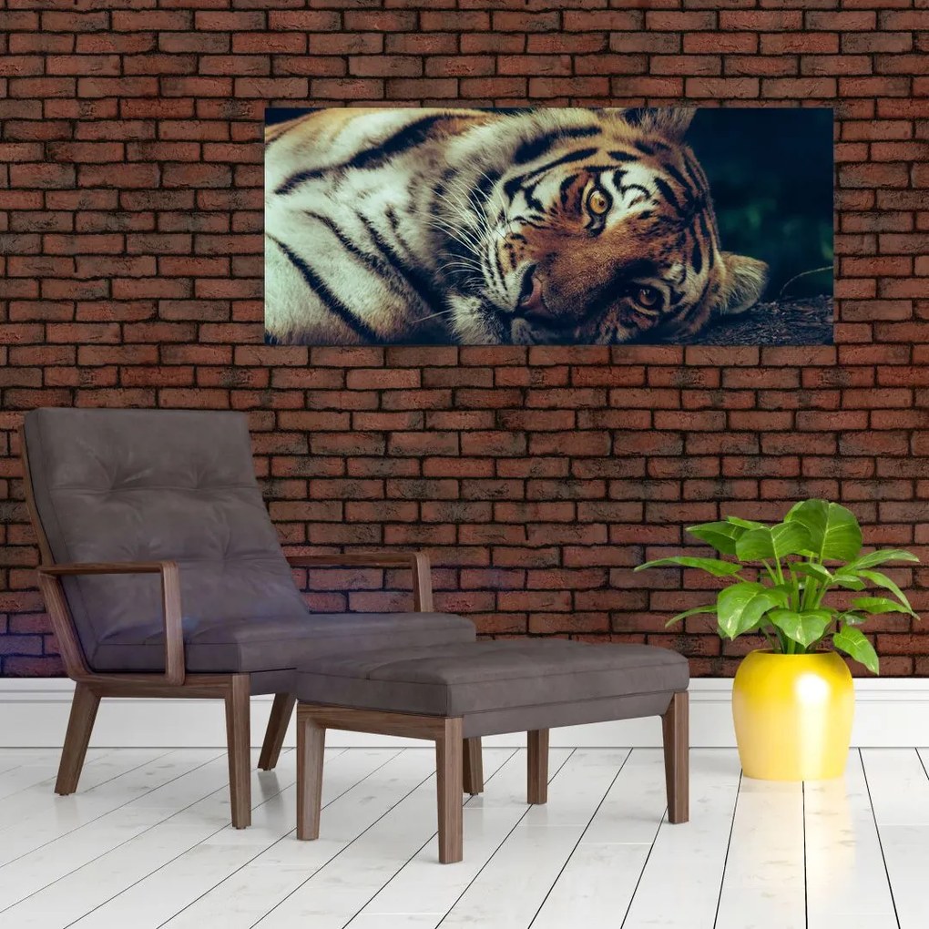 Kép - Szibériai tigris (120x50 cm)