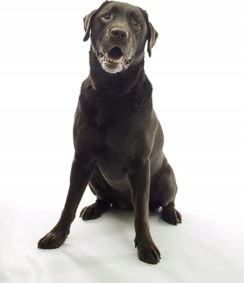 Poszter 29,7x42cm Barna labrador, fehér alapon, Assaf Frank