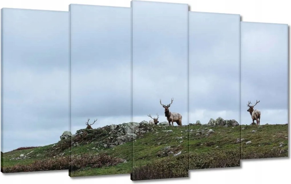 Vászonkép 100x60 Szarvas felszarvazott