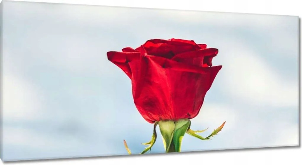 Vászonkép 115x55 Rózsa Virág Virágok Rózsa