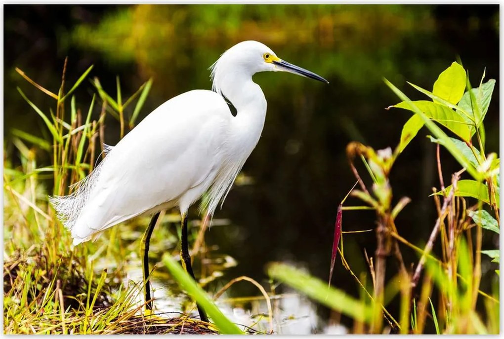 Poszterek 120x80 Kalapos madár Tájkép Kilátás