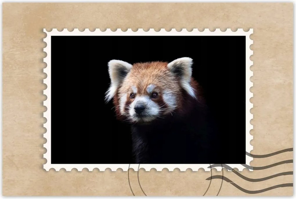 Poszterek 60x40 Panda ailurus fulgens
