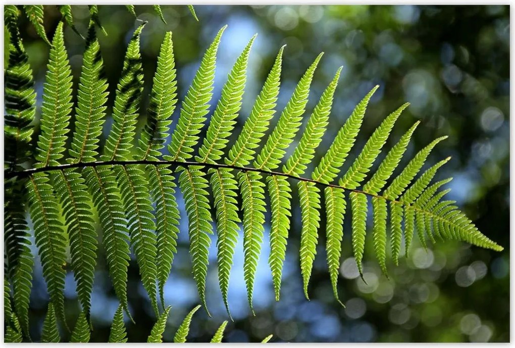 Poszterek 120x80 Páfrány páfrány levél