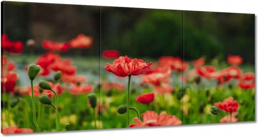 Képek 180x90 Mak Mak és Virágok