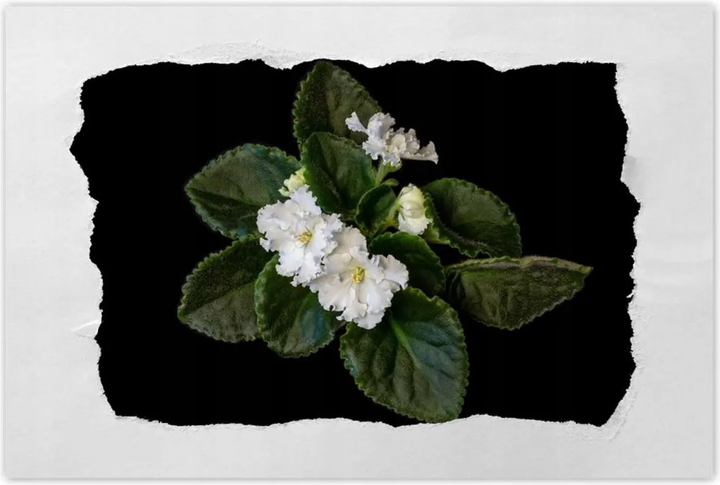 Poszter 90x60 Fehér jázminvirág