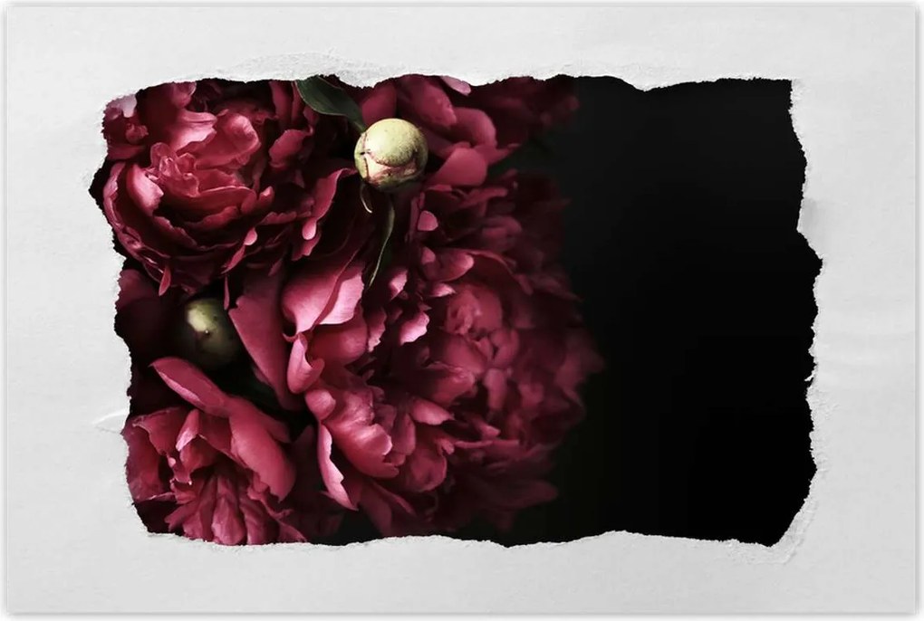 Poszterek 90x60 Gyönyörű lila bazsarózsa