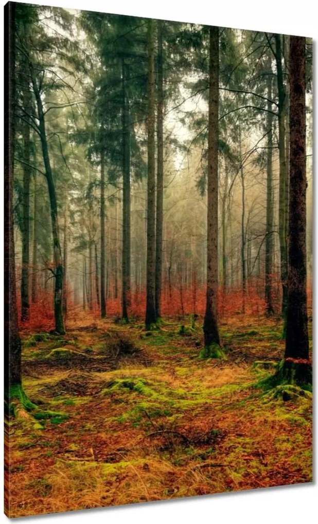 Vászonkép 70x100 Erdő Tájkép