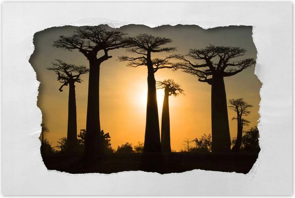 Poszterek 90x60 Baobaby Madagaszkárról