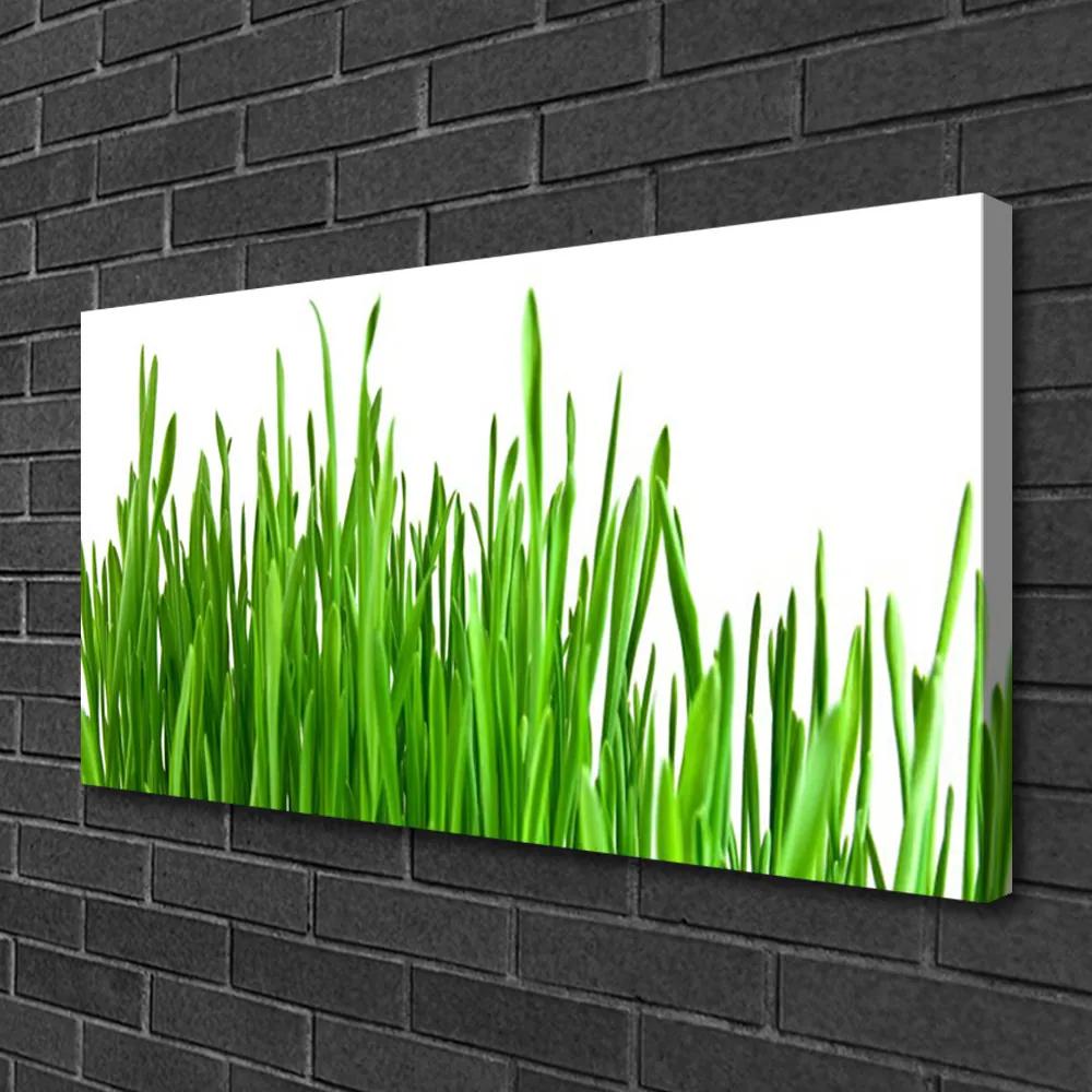 Vászonkép falra Grass Nature Plant 100x50 cm