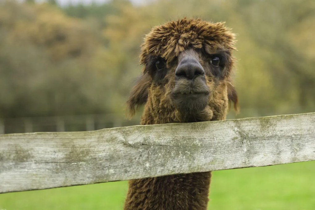 Poszter 91,5x61cm Közelkép az Alpokról, Assaf Frank