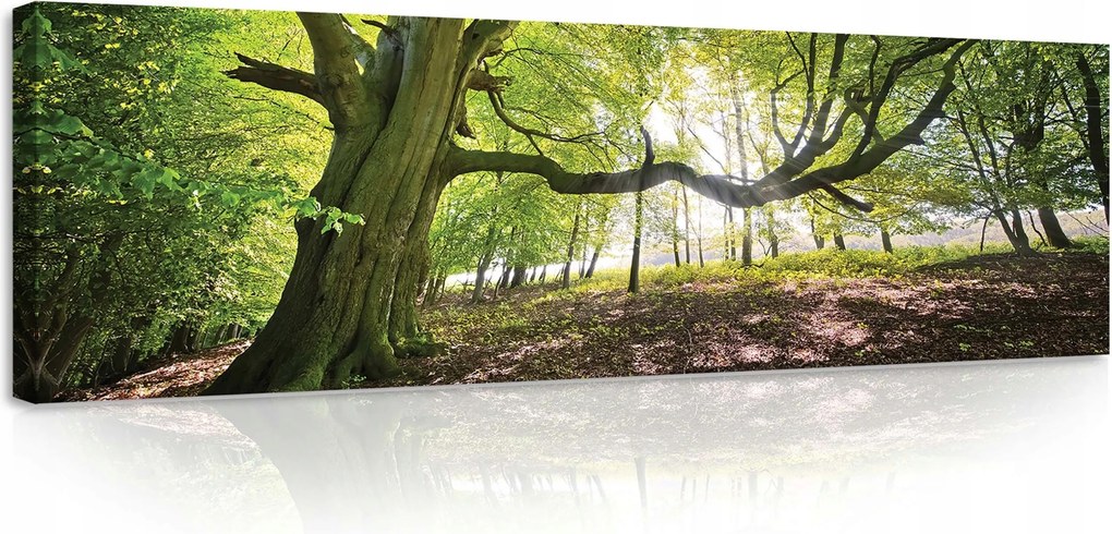 Vászonkép 145x45 Erdő öreg fa napfény zöld természet nyugalom árnyék
