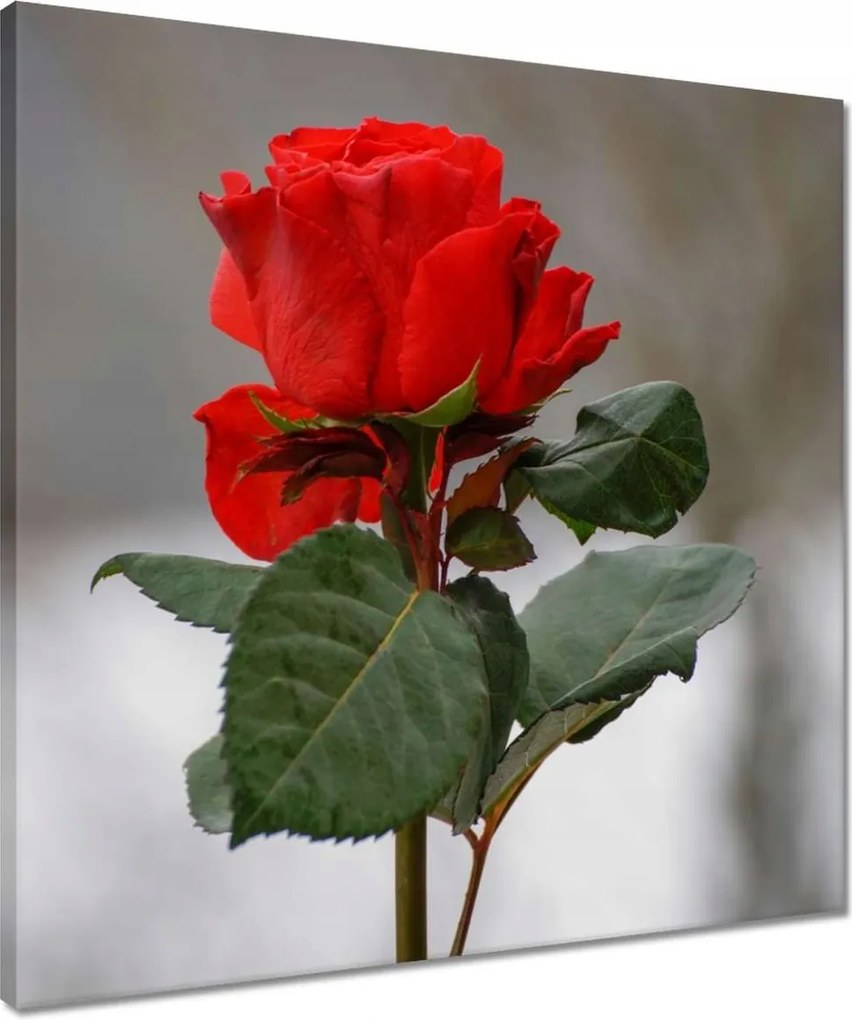 Vászonkép 50x50 Rózsa Virág Virágok Rózsa