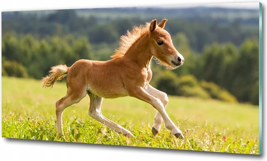 Fotó-üvegkép Csikó a galoppban 125x50