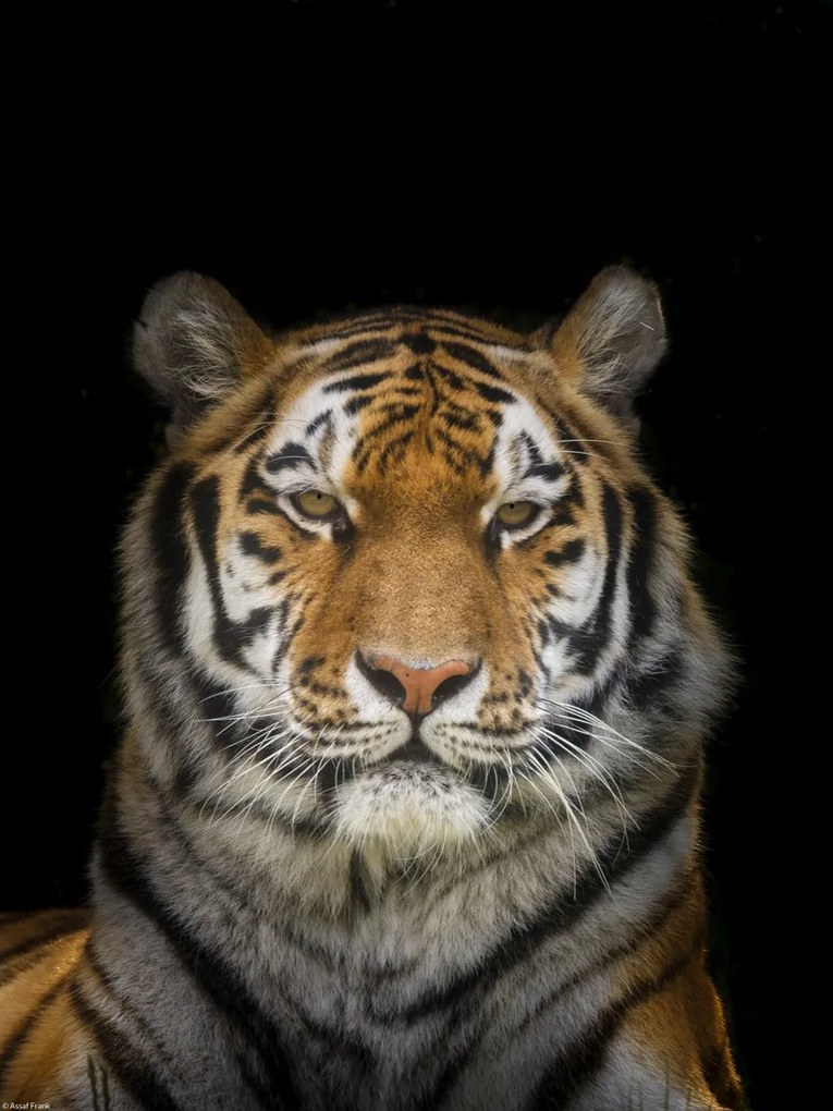 Poszter 30x40cm Tigris, Assaf Frank