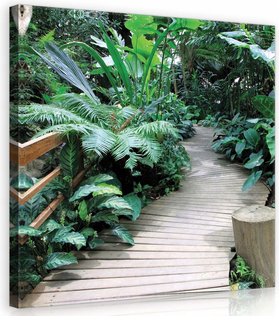 Vászonkép 80x80 Trópusi buja zöld fa ösvény természet nyugalom erdő