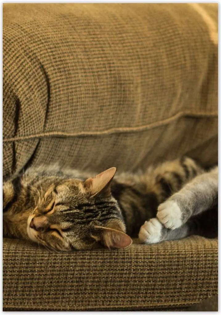 Poszterek 70x100 Cica Cicák