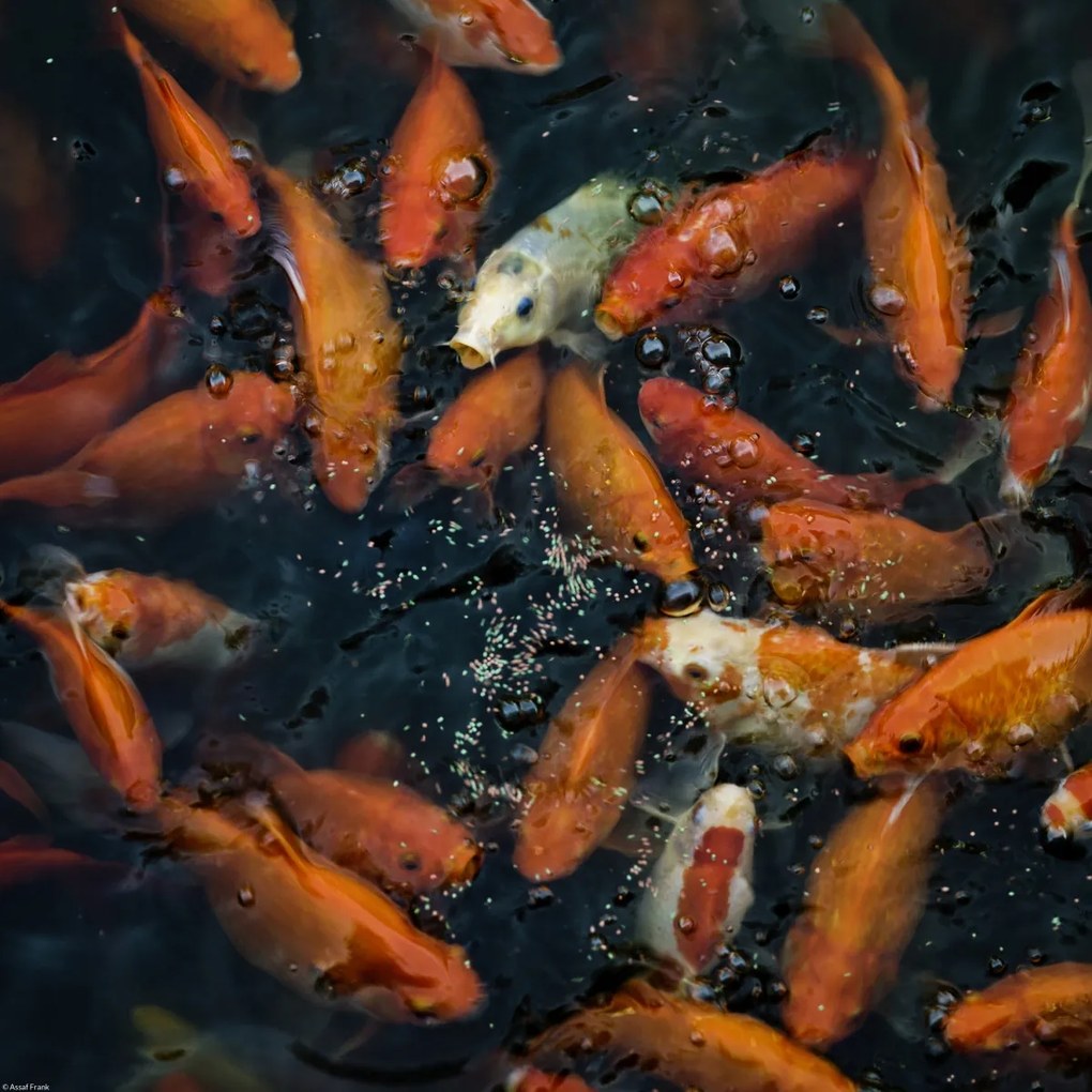 Poszter 40x40cm Aranyhalak gyülekeznek a felszínen, Assaf Frank