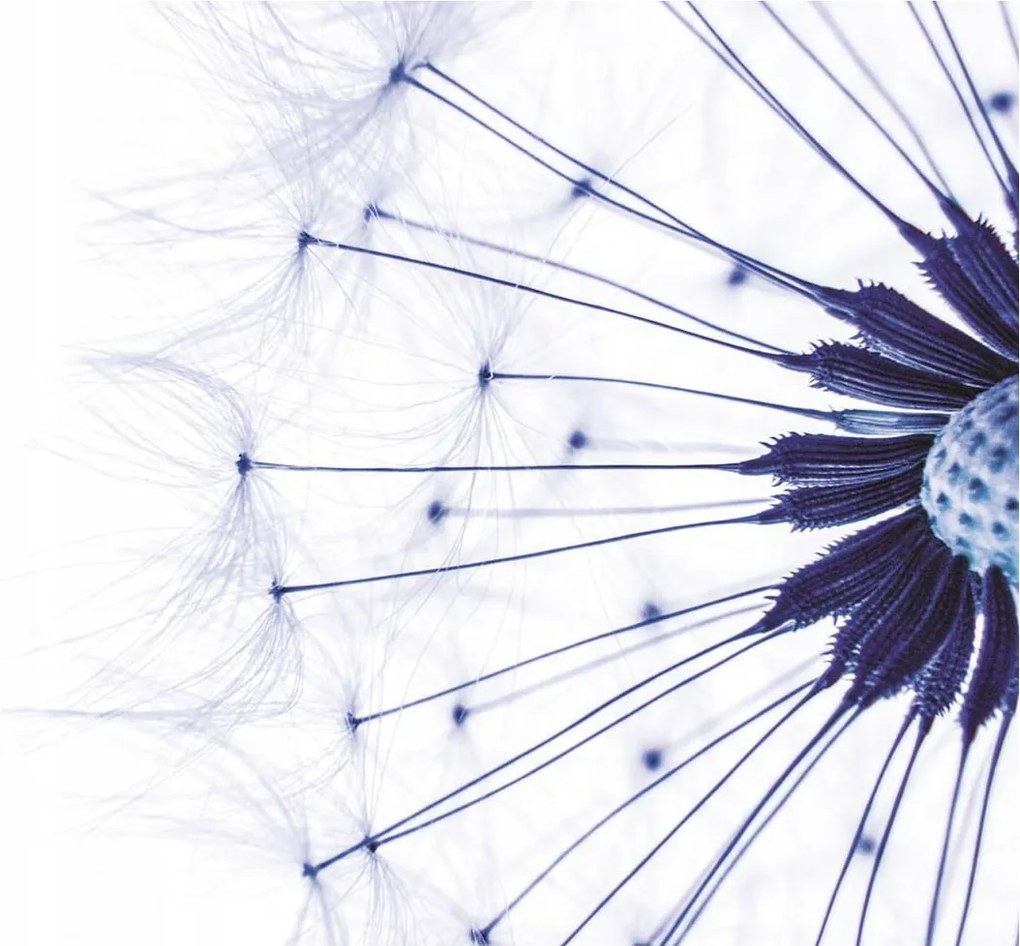 Fotótapéta Pitypang kék makro természet nyugalom minimalizmus 208x146 +ragasztó