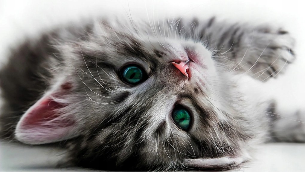 Fotótapéta Aranyos cica fehér háttérrel Minimalizmus vinil 368x254 +ragasztó