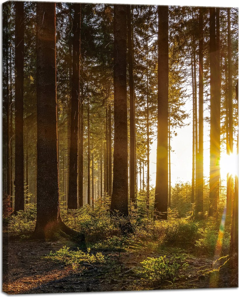 Vászonkép Naplemente Erdő Fák Természet 40x50 cm