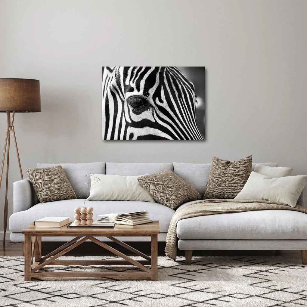 Zebra képe (70x50 cm)