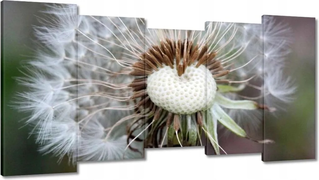 Vászonkép 150x80 Pitypang Virág Virágok