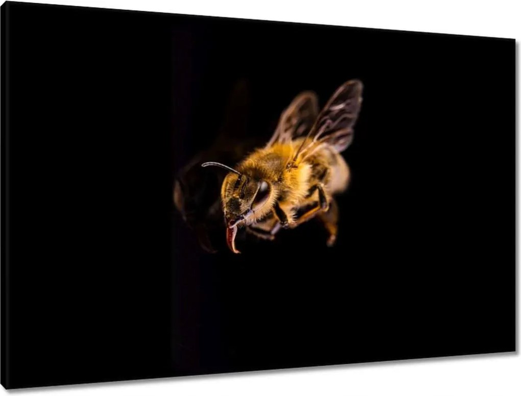 Vászonkép 90x60 Döglött mézes méh