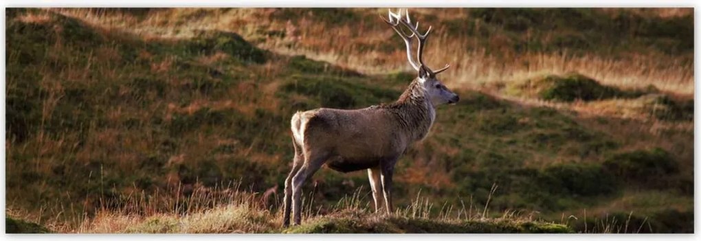 Poszterek 200x66 Szarvas a természetben Vadászat