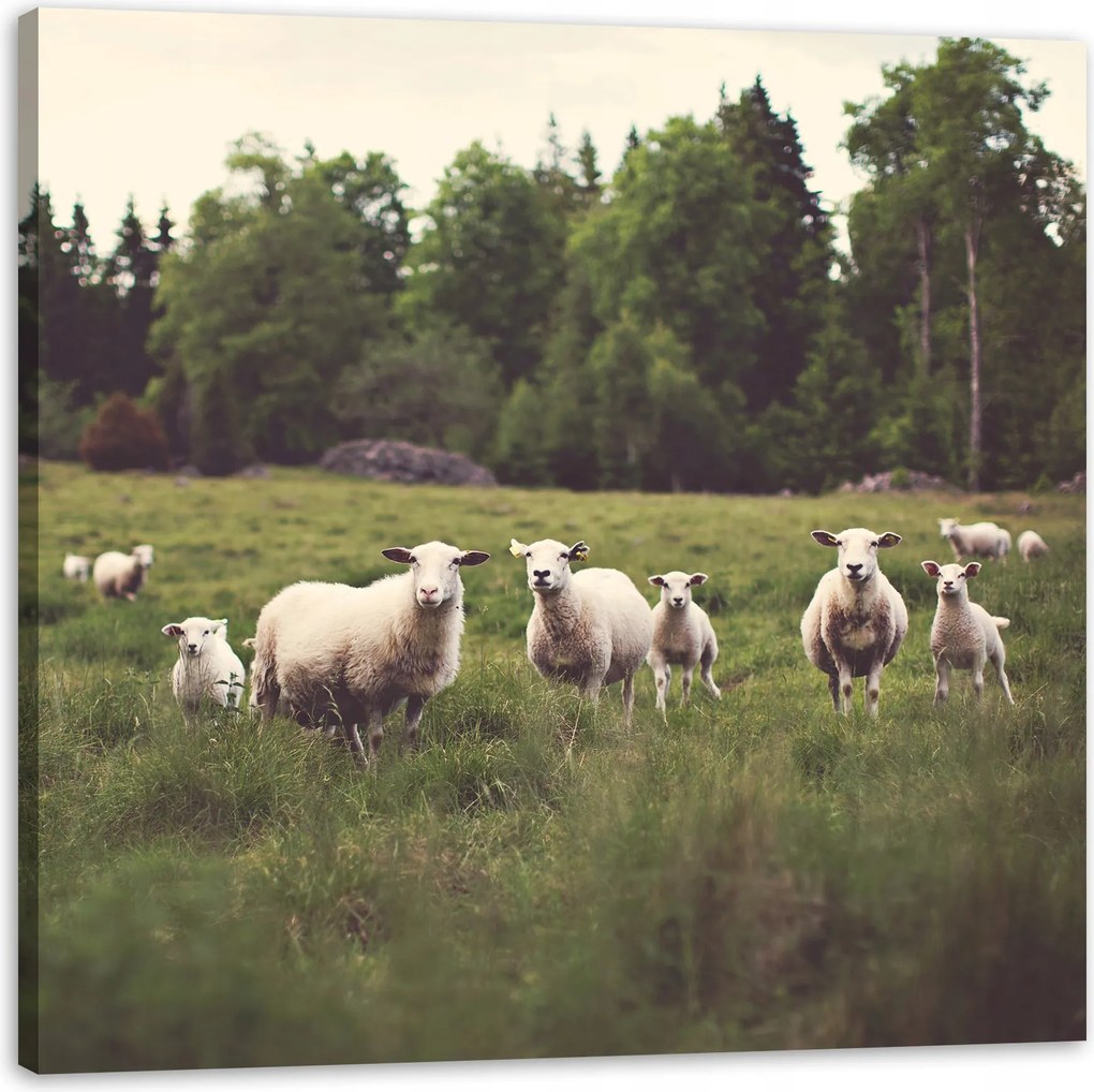 Vászonkép Természet Bárányok a legelőn 60x60 cm